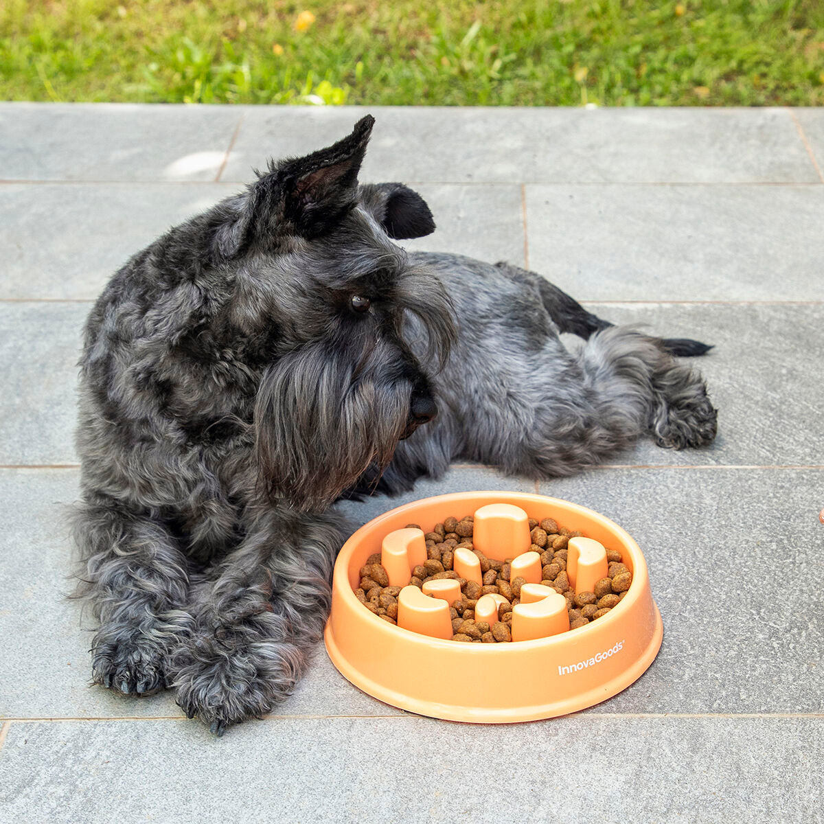 Slow Eating Food Bowl for Pets Slowfi InnovaGoods